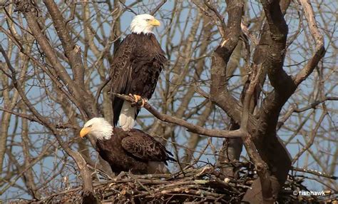 Are Bald Eagles Endangered? How They Beat The Odds