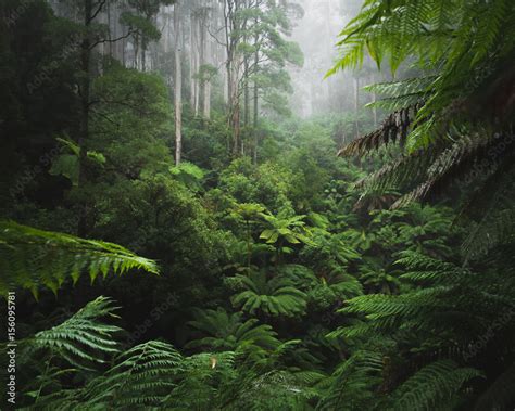 Lush Rainforest with morning fog Stock Photo | Adobe Stock