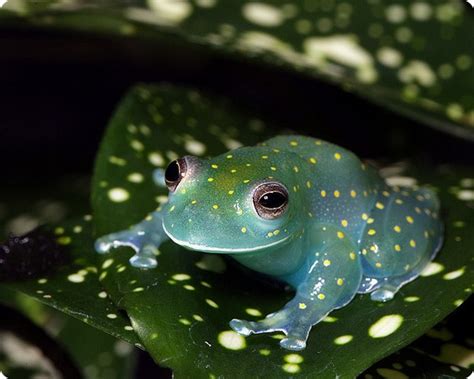 Glass Frog Looks Like a Glowing Constellation in the Rainforest ...