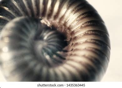 86 Vegetable eating millipedes Images, Stock Photos & Vectors | Shutterstock