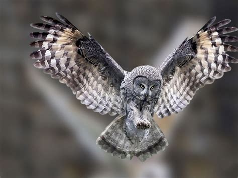 Flying Owl Wallpaper