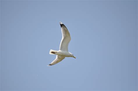 Close up of Flying Seagull · Free Stock Photo