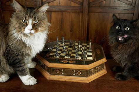 Cat Playing Chess Stock Photos, Pictures & Royalty-Free Images - iStock