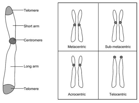 Chromosomes - Introduction, Structure & Types | A Level Biology Notes