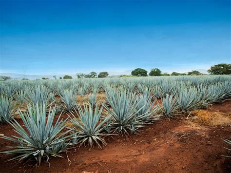 mexico-agave-tequila-jalisco-GettyImages-501463030 - San Miguel Times