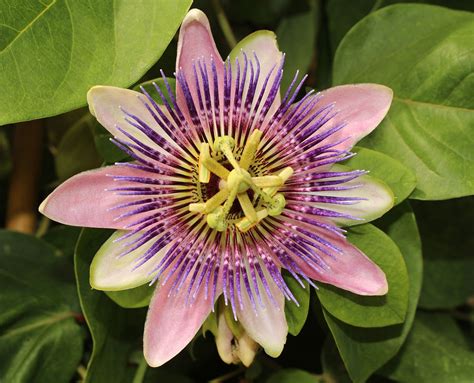 Passion flower | Description, Species, Symbolism, & Facts | Britannica