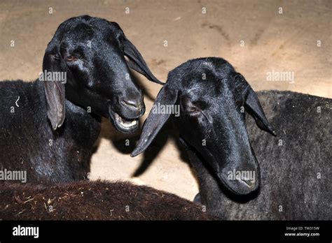 Domestic sheep (Ovis aries Stock Photo - Alamy