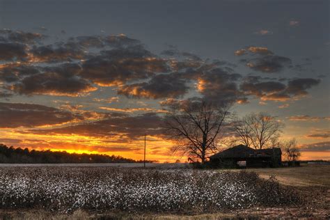 Cotton Field Sunset | Cotton fields, Field wallpaper, Farm scene