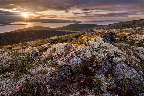 Special Adaptations Of Plants Growing In The Tundra - WorldAtlas