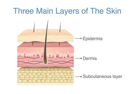 Skin Cell - The Definitive Guide | Biology Dictionary