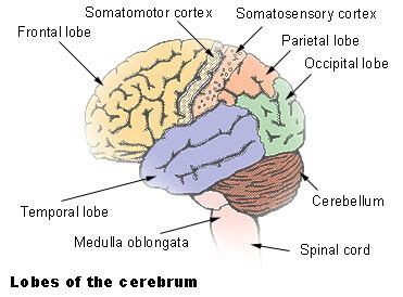 Parts Of The Brain Lobes And Their Functions