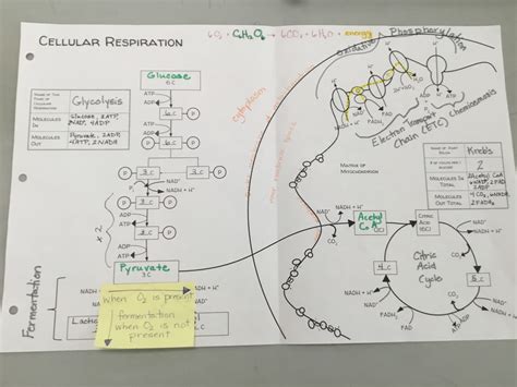 Anaerobic Respiration Diagram