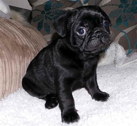 Frenchie Pug Puppies For Sale | PETSIDI