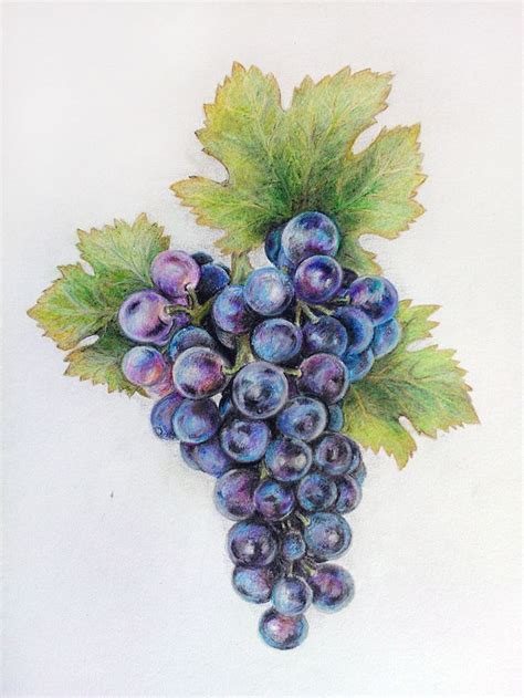 grapes | Grape painting, Fruit painting, Grape drawing