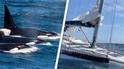 'Vengeful' killer whale and gang of orcas behind the sinking of three boats | Flipboard