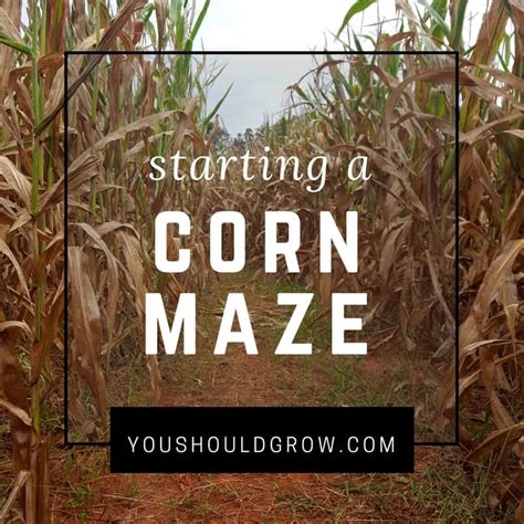 Thinking Of Starting A Corn Maze? Read This First - You Should Grow