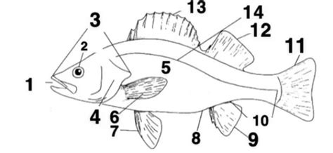 Fish Anatomy Flashcards | Quizlet