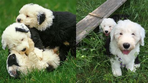 Old English Sheepdog Pregnancy: What to Expect - Quantarum Pets | Your ...