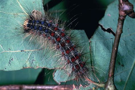 LSRCA warns of possible outbreak of invasive moth species in Lake ...