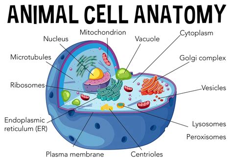 Animal Cells- Structure, Function, Diagram, and Types - 88Guru