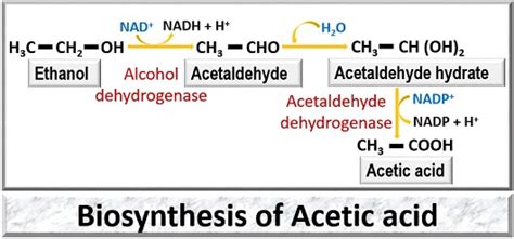 What is Acetic Acid Production? Definition, Process, Biosynthesis ...