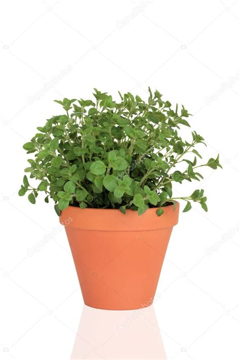 Marjoram Herb Plant Stock Photo by ©marilyna 1991517