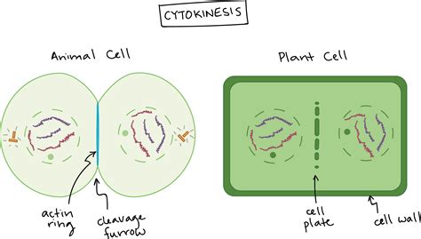 Telophase In Plants Vs Animals