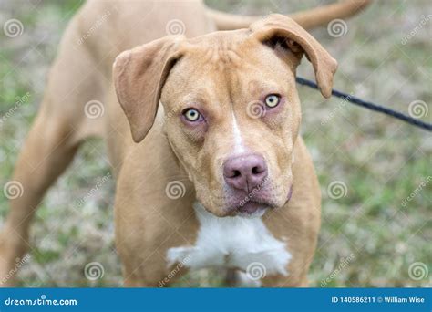 Tan Pitbull Puppy Dog Wagging Tail Stock Image - Image of adoption, outside: 140586211