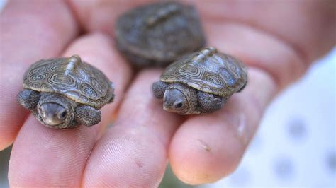 Baby Turtles Hatching | Doovi