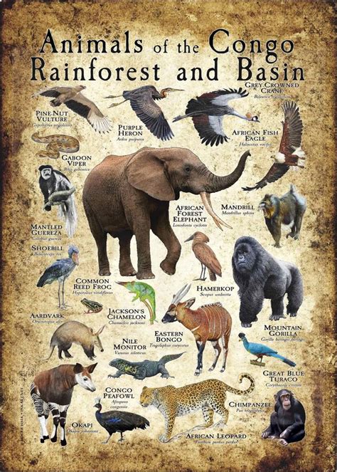 Animals of the Congo Rainforest and Basin Poster print | Congo rainforest, African forest ...