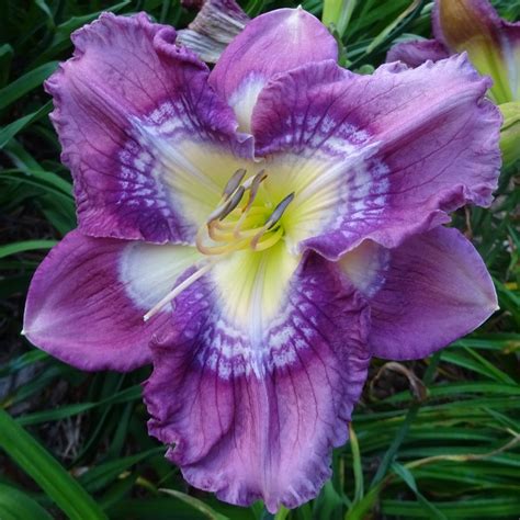 Seedlings – Signature Daylilies