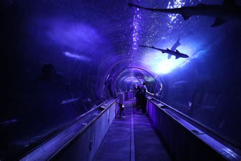 Aquarium of the Bay Tickets - San Francisco, CA | Tripster