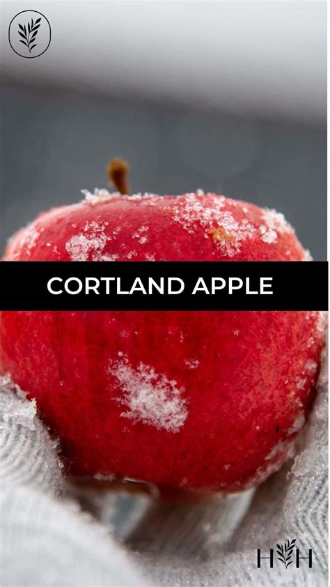 Cortland apple 🍎 ️ A classic variety with a crisp and sweet taste!