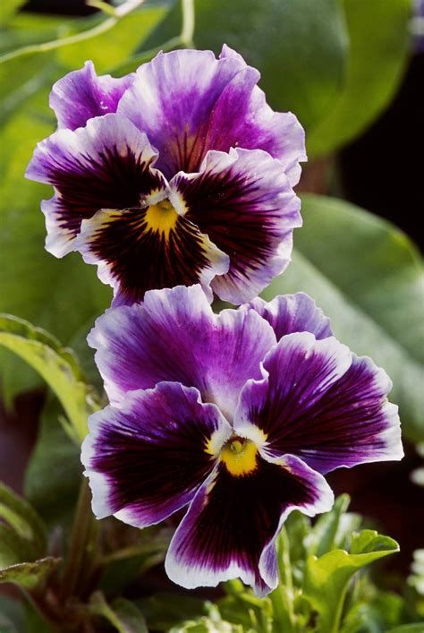 14 Pretty and Unusual Pansy Varieties