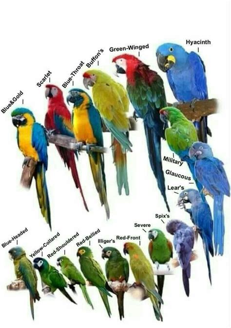 Types of Macaws | Pet birds, Beautiful birds, Parrot pet