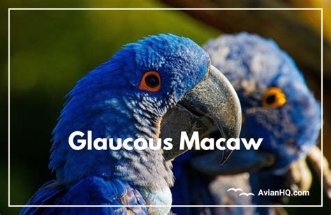 Glaucous Macaw (Anodorhynchus glaucus) - Avian HQ