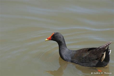 Birds of the wetlands in Beaconsfield | BIRDS in BACKYARDS