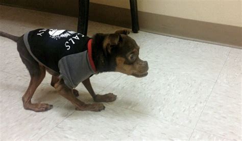 Deformed Dog Gets Ignored Because Adopters Think He’s Hideous