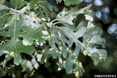 oak leaf blister, Taphrina caerulescens (Taphrinales: Taphrinaceae ...