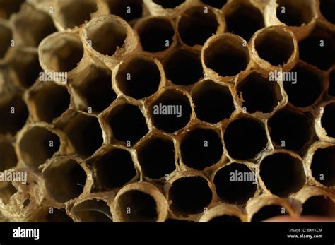 Vespid wasp nest (Vespidae), paper wasp Stock Photo - Alamy