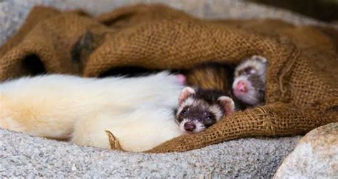 Ferret Breeders Near You with Ferrets for Sale (2023)