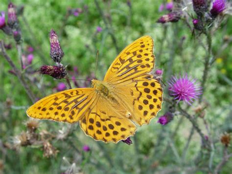 butterfly, wings, flowers Wallpaper, HD Macro 4K Wallpapers, Images and Background - Wallpapers Den