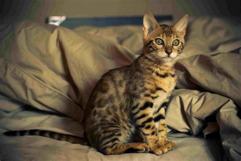 12 Most Popular Cat Breeds for Feline Lovers