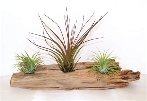 Driftwood With Air Plants Ionantha three Air Plants - Etsy