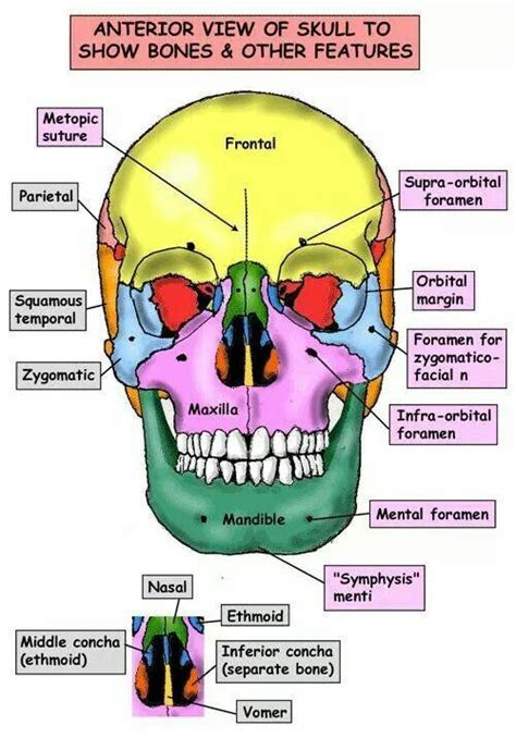 Head and neck anatomy | Dental anatomy, Medical school studying, Anatomy