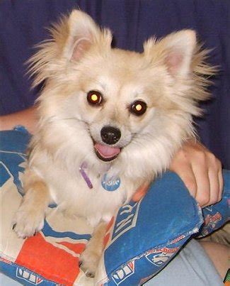 Pomchi Information, Pictures, Reviews and Q&A | GreatDogSite.com