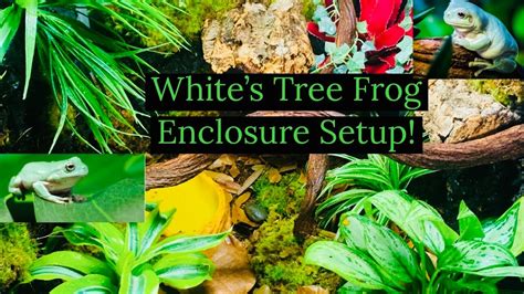 White’s Tree Frog Enclosure Setup!!! - YouTube