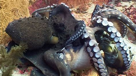 Octopus Fight - Reef Life of the Andaman - Part 25 - YouTube