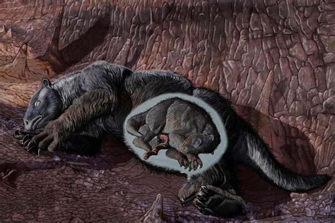 Fossil of pregnant ground sloth discovered with fetus inside | New Scientist