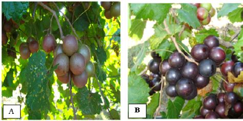 Commercial muscadine grape varieties used in the study: ( A )... | Download Scientific Diagram